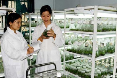 Phát triển nguồn gen thành hàng hóa: Hướng bảo tồn bền vững